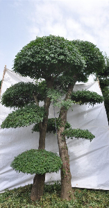 對節(jié)白蠟景點樹