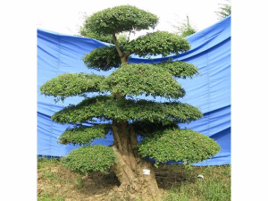 對節(jié)白蠟景點樹