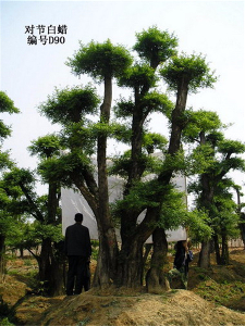 對節(jié)白蠟景點樹