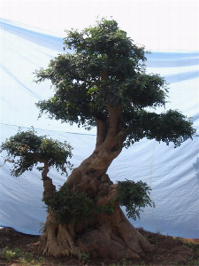對節(jié)白蠟景點樹