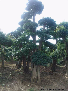 對節(jié)白蠟景點樹