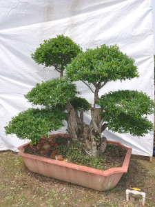 對(duì)節(jié)白蠟盆景