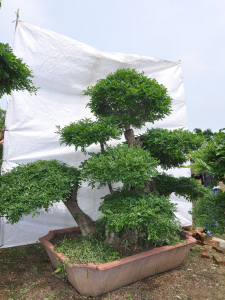 對(duì)節(jié)白蠟盆景