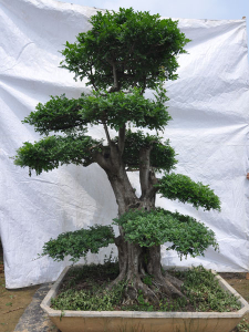 對(duì)節(jié)白蠟盆景