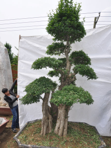 對(duì)節(jié)白蠟盆景