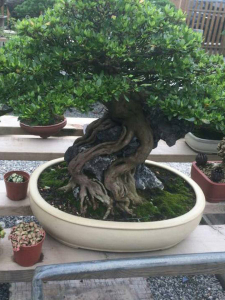 對(duì)節(jié)白蠟盆景