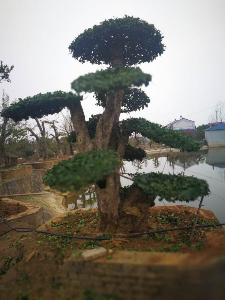 對(duì)節(jié)白蠟可是國(guó)家二級(jí)保護(hù)樹(shù)種，做成盆景該怎么造型