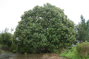 桂花樹(shù)