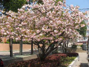 櫻花樹(shù)