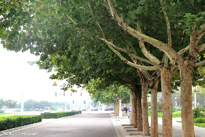 法桐樹(shù)