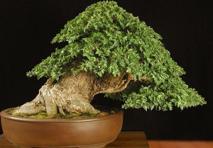 榆樹(shù)
